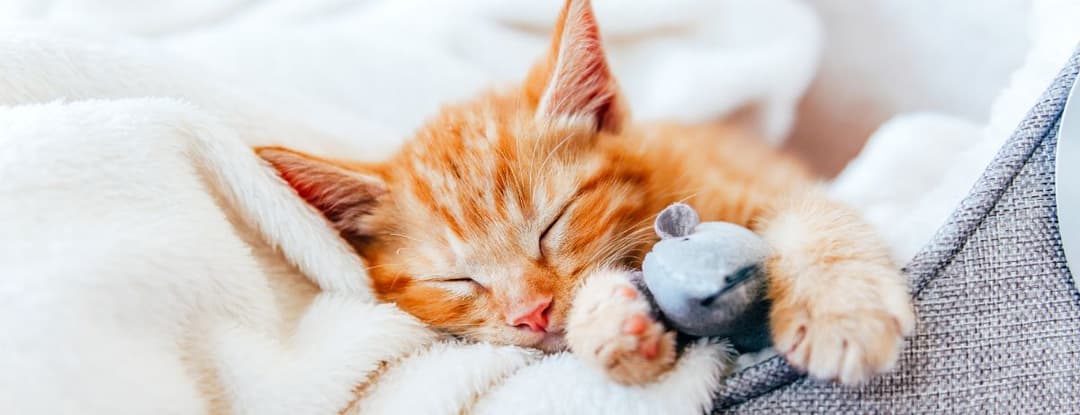 orange cat sleeping